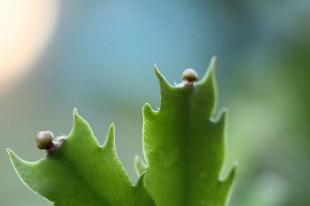 期待の芽