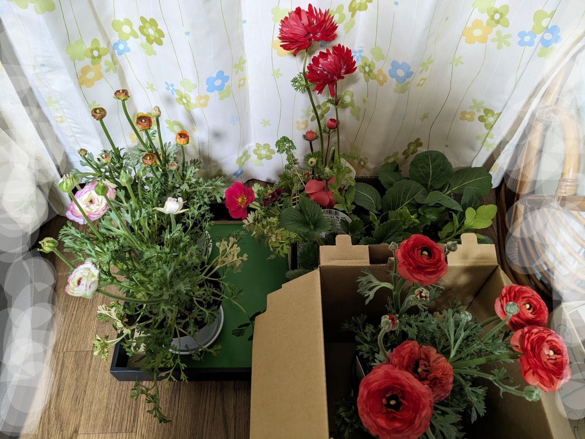 とりあえずの寄せ植えメンバーチェンジとお買い物