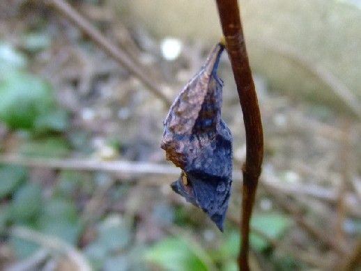 さなぎ・食草