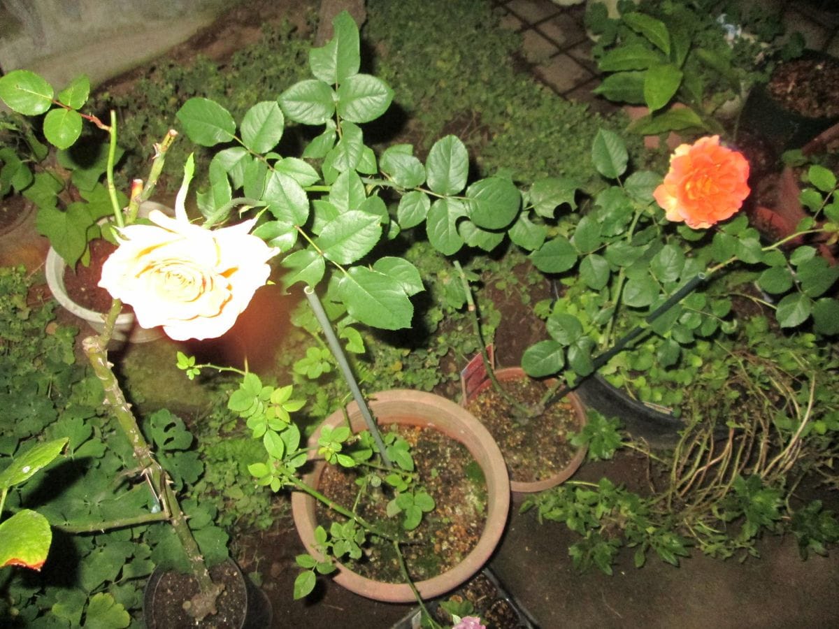 横浜の花、家の花