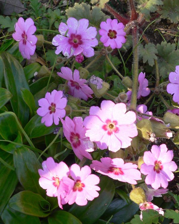 今日の庭から～オールドコンデジで花を撮る