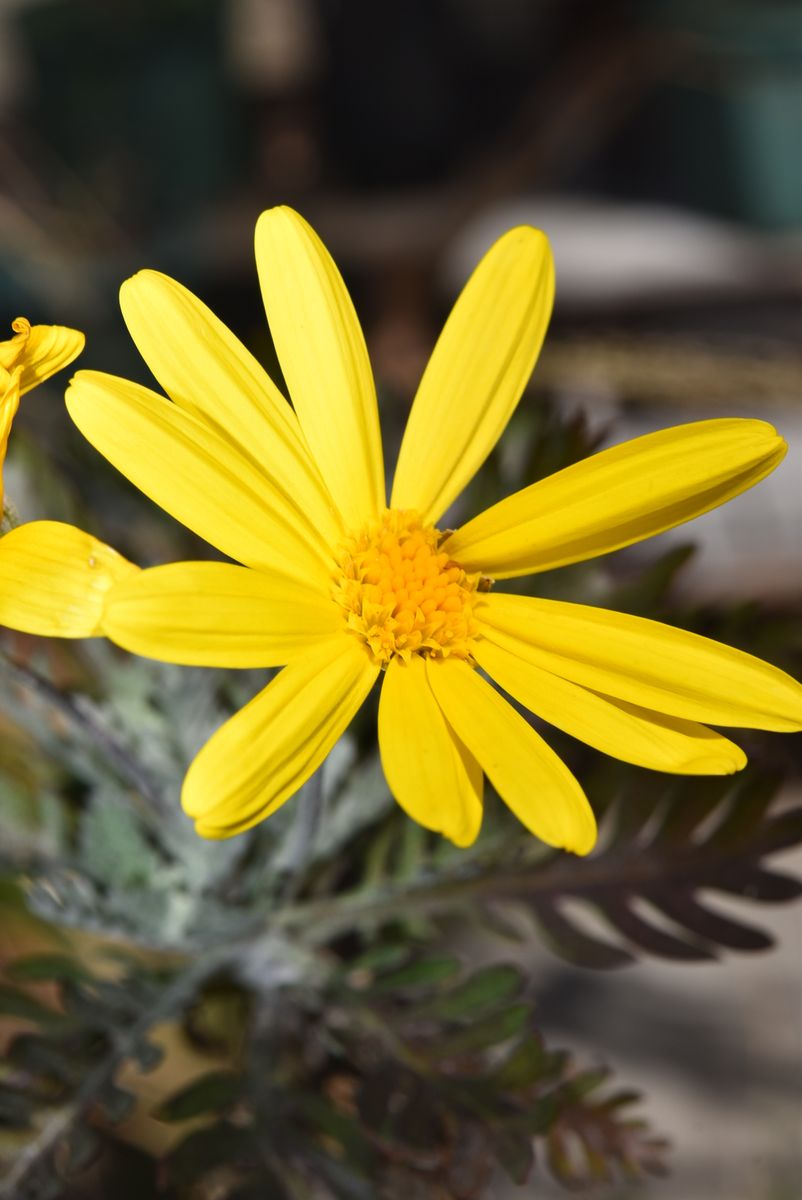 黄色い花と沈丁花