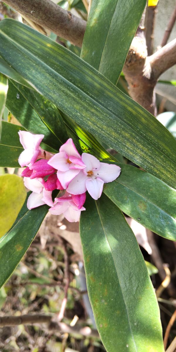 黄色い花と沈丁花