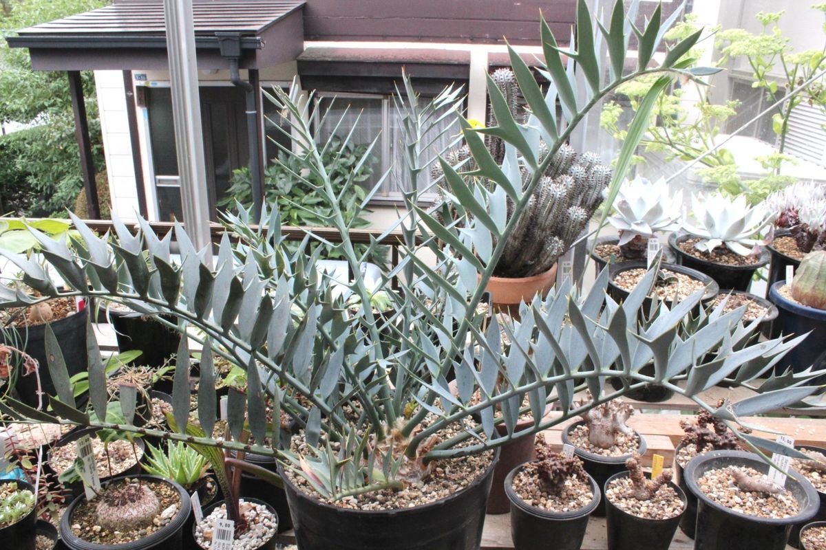 エンセファラルトス・ホリダス Encephalartos horridus