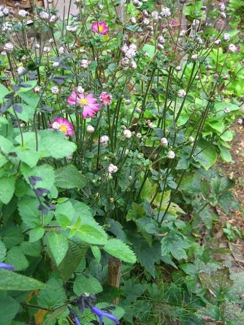 本物のシュウメイギク（秋明菊）･･･？