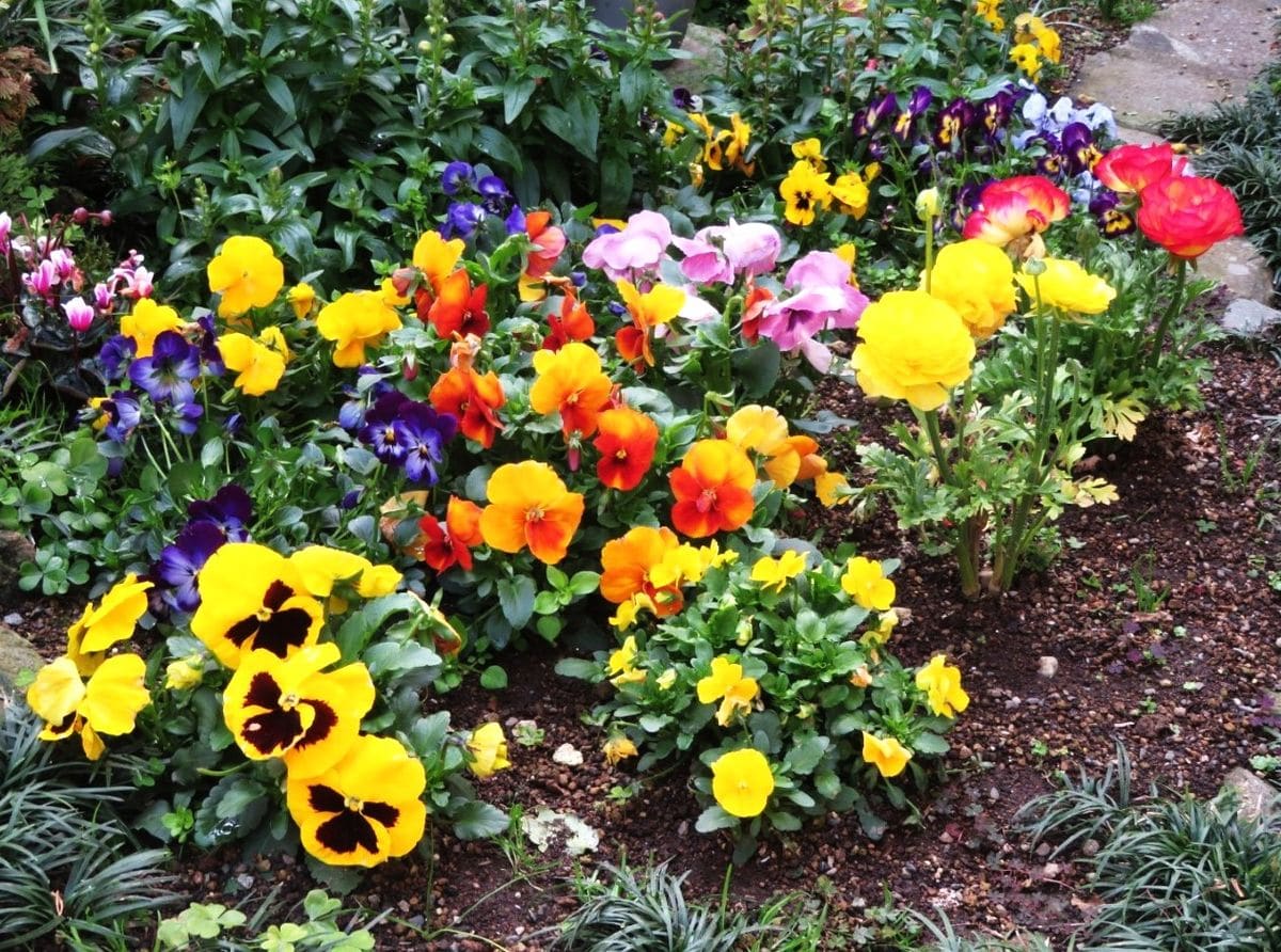 🌻花咲く花壇の様子🌻