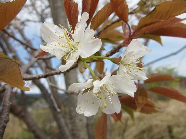 大島桜と…