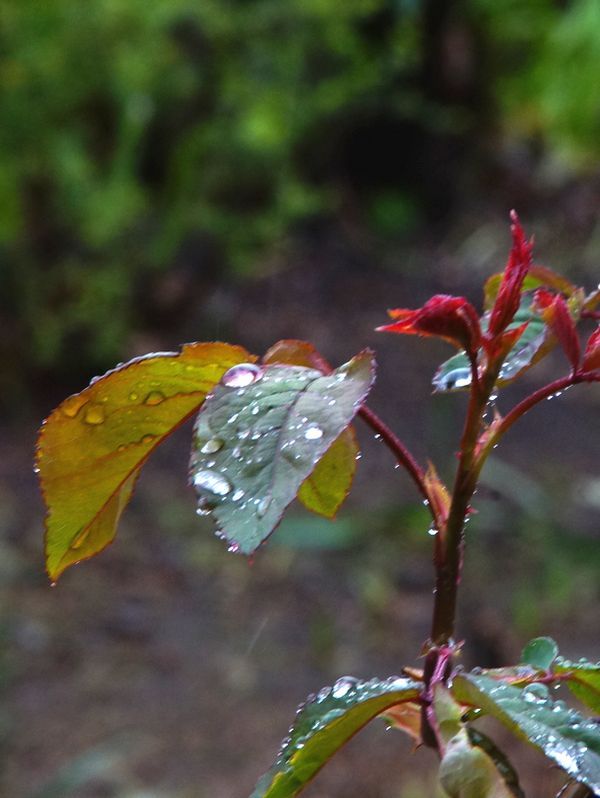 今日の庭から～雨に咲く