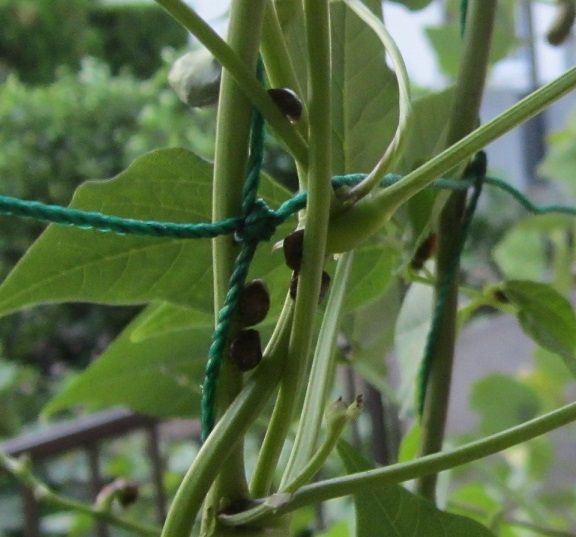 むかごじゃないよ（虫の写真のみ）