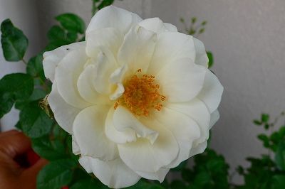 優曇華の花