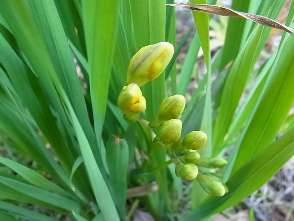 シバザクラの花とボロニアとフリージアの蕾