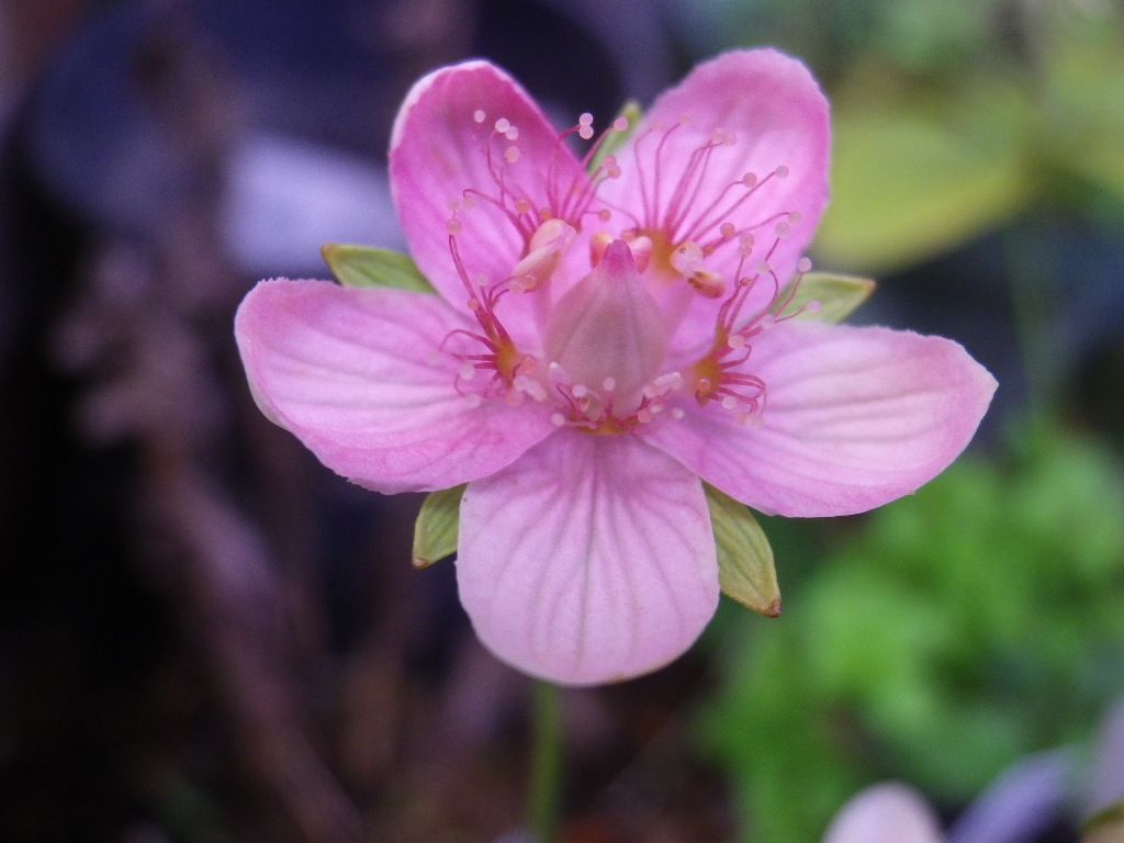 ウメバチソウのピンクの花２