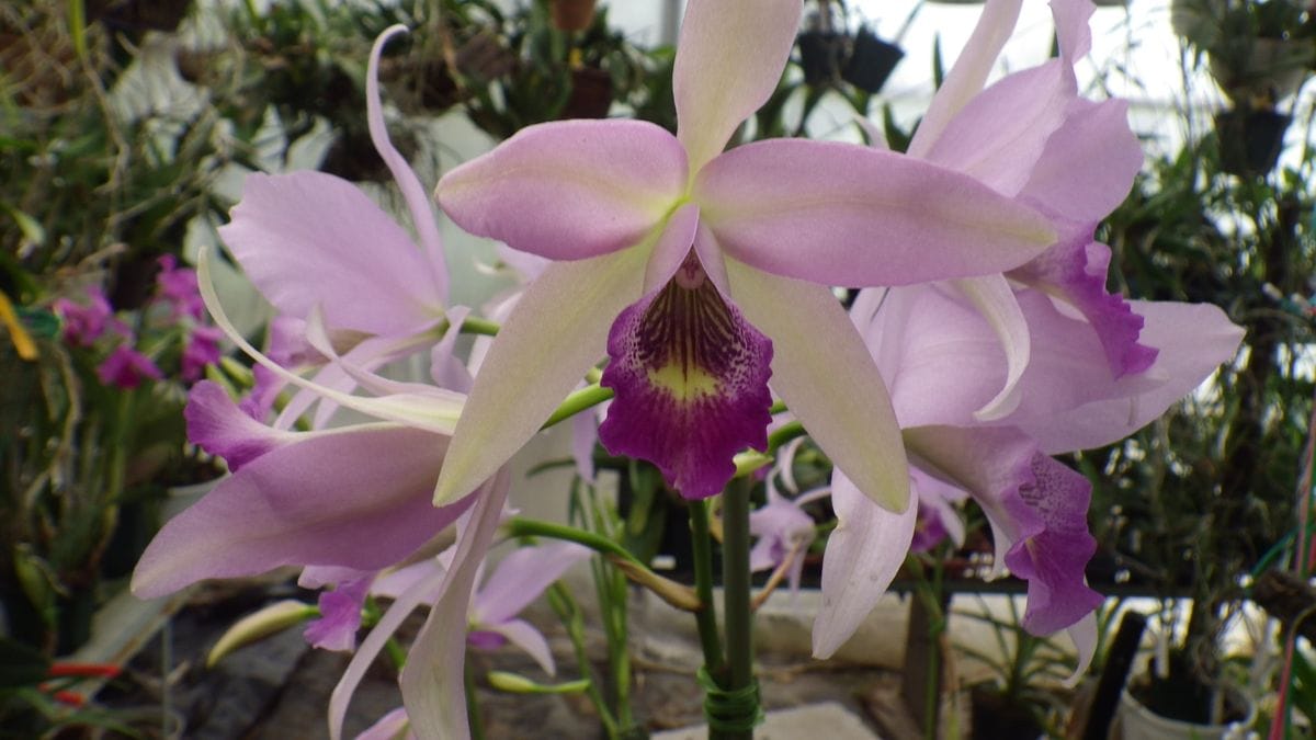 Lnt. Wrigleyi 'Orchid library' BM/JOGA