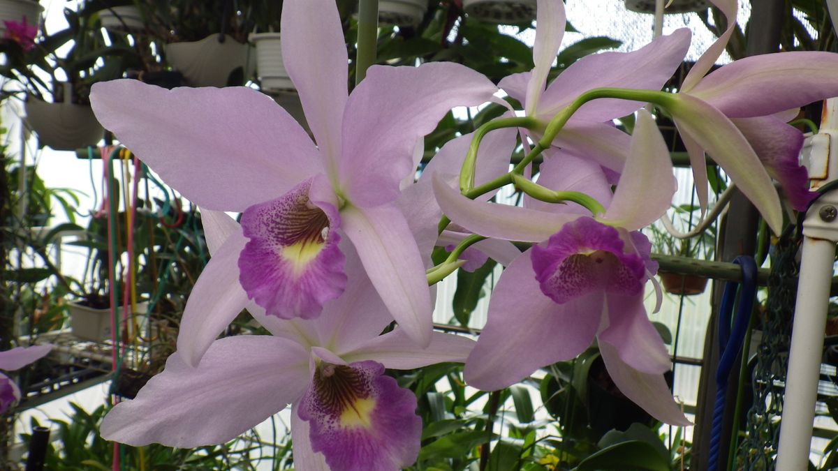 Lnt. Wrigleyi 'Orchid library' BM/JOGA