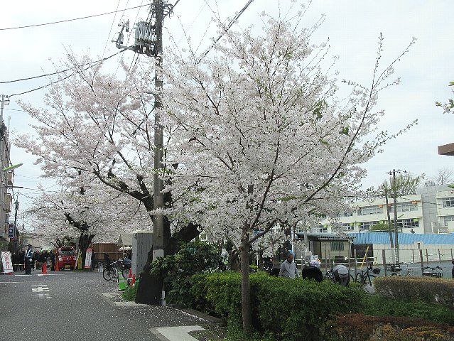 東深沢桜まつり