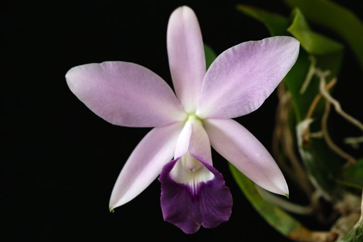 C. Mini Purple 'Blue Kite'