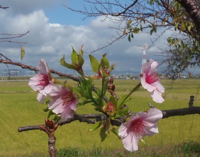 桜が咲いてました。