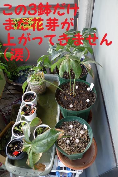 花芽はいつ・・・？