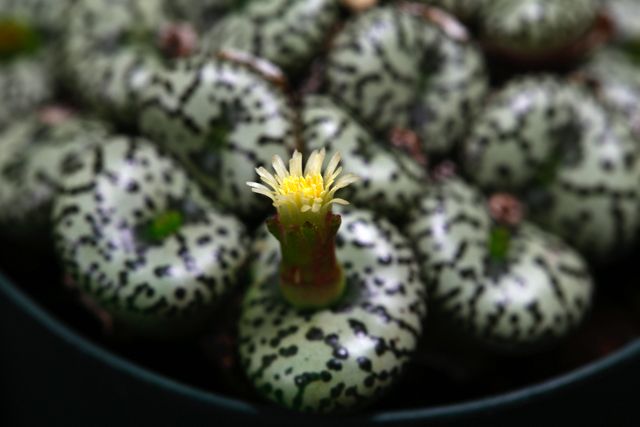 Conophytum ursprungianum