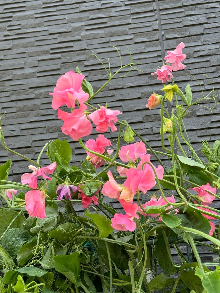 スイートピーに新しい色の花が咲きました