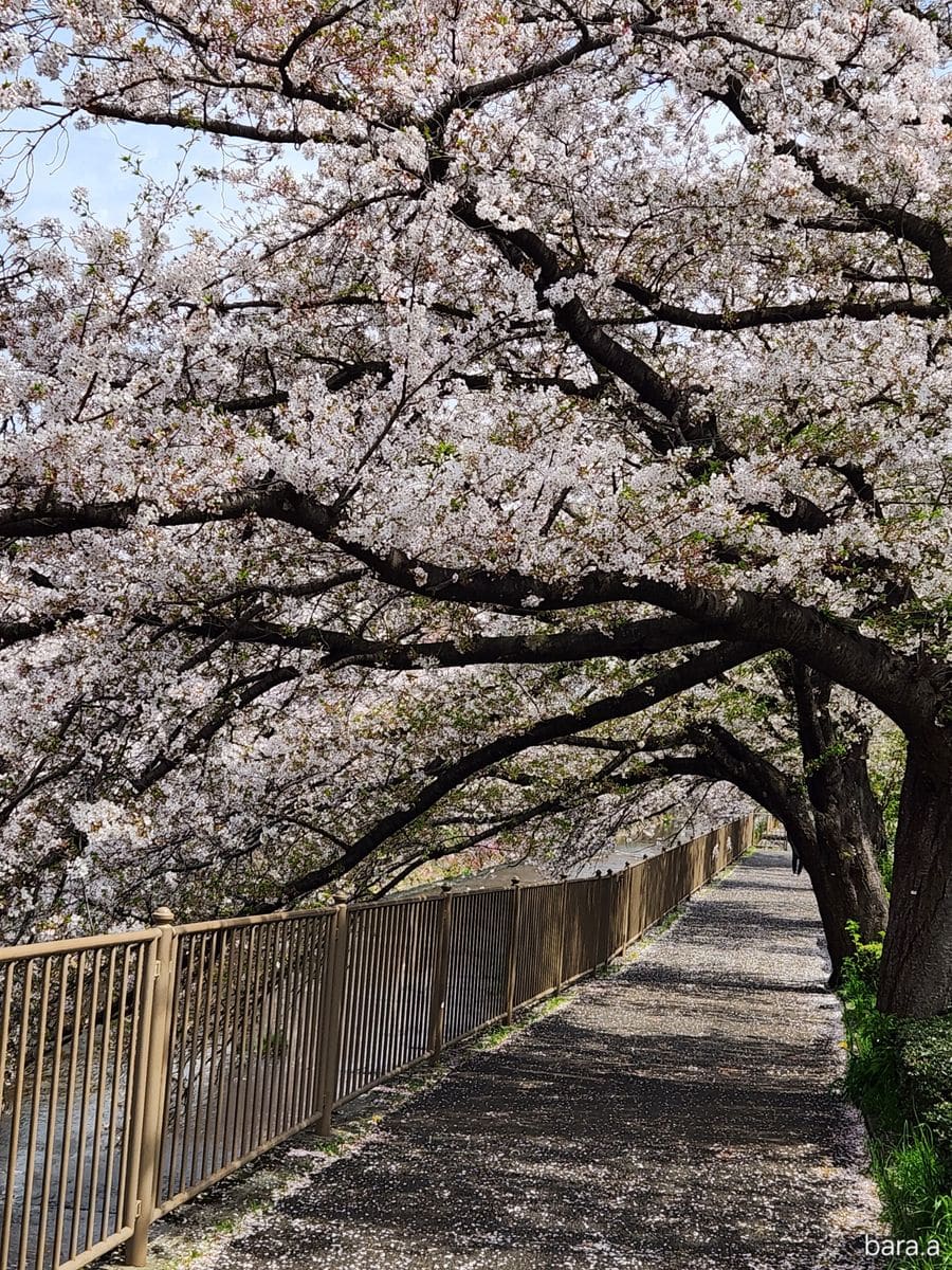 🌸桜が名残惜しくて🌸