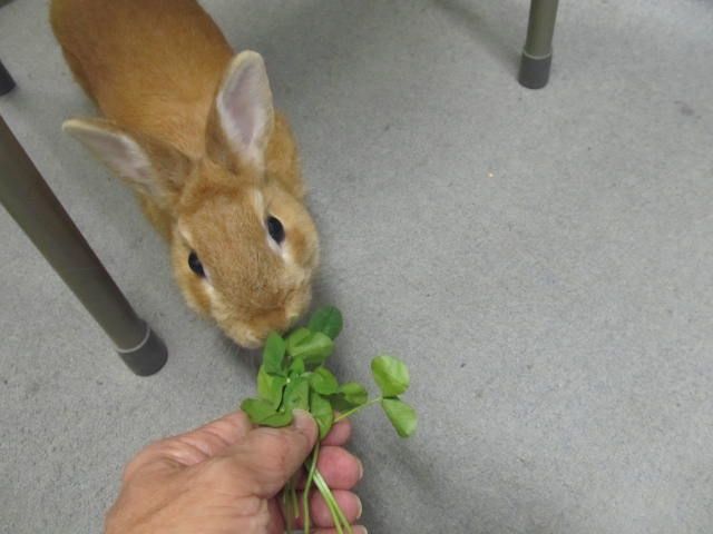 偏食娘に付き合って、植物探し