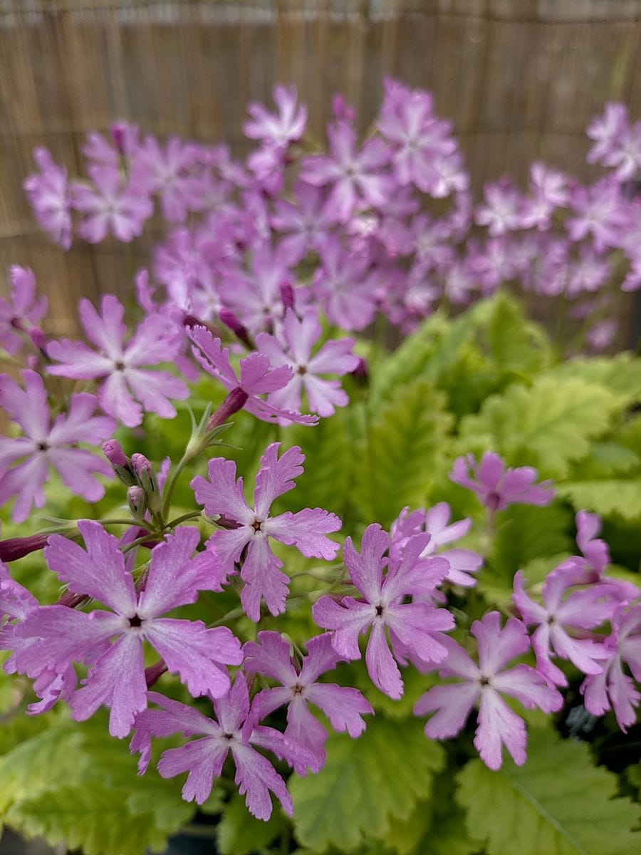 日本桜草