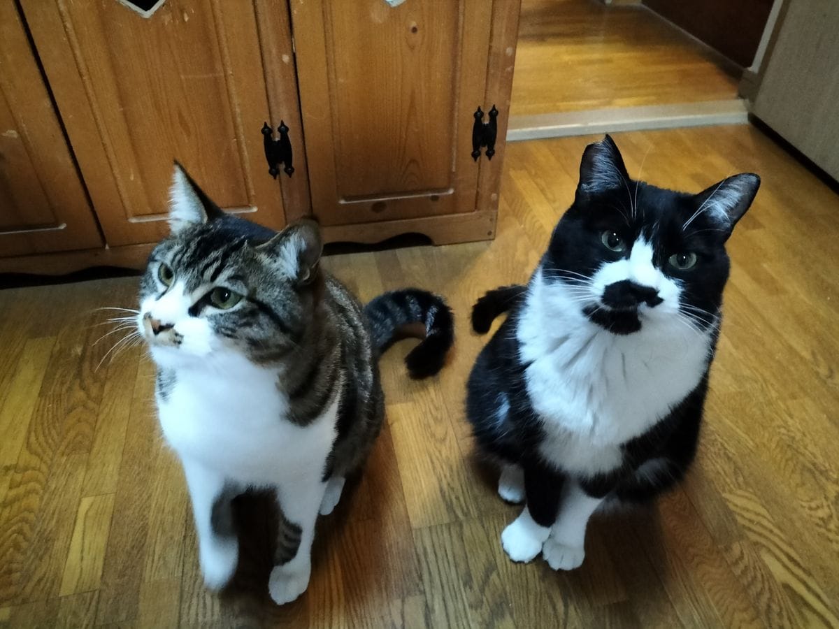 昨日我が家の2匹の猫の健康診断に行ってきました。