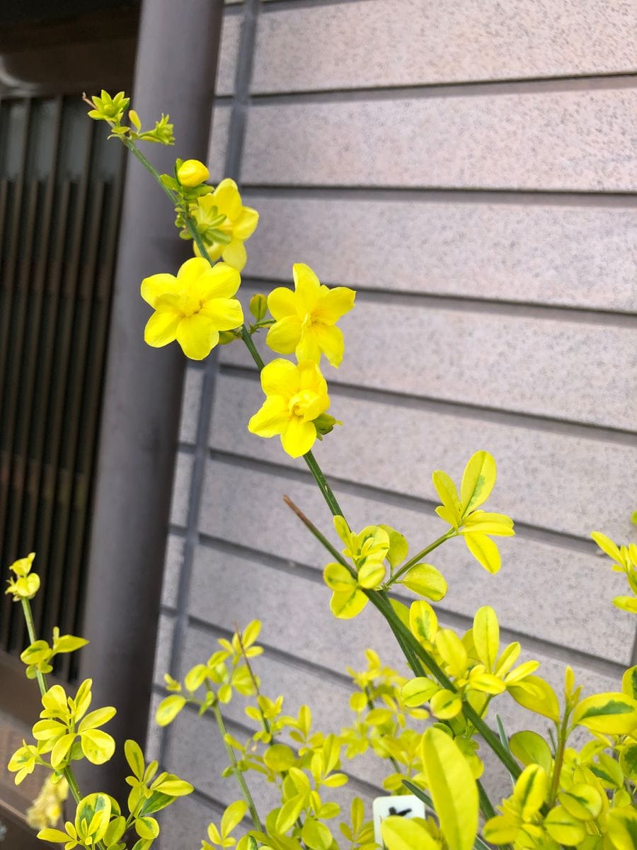 ヒマラヤキンケイに花が咲いたよう😊