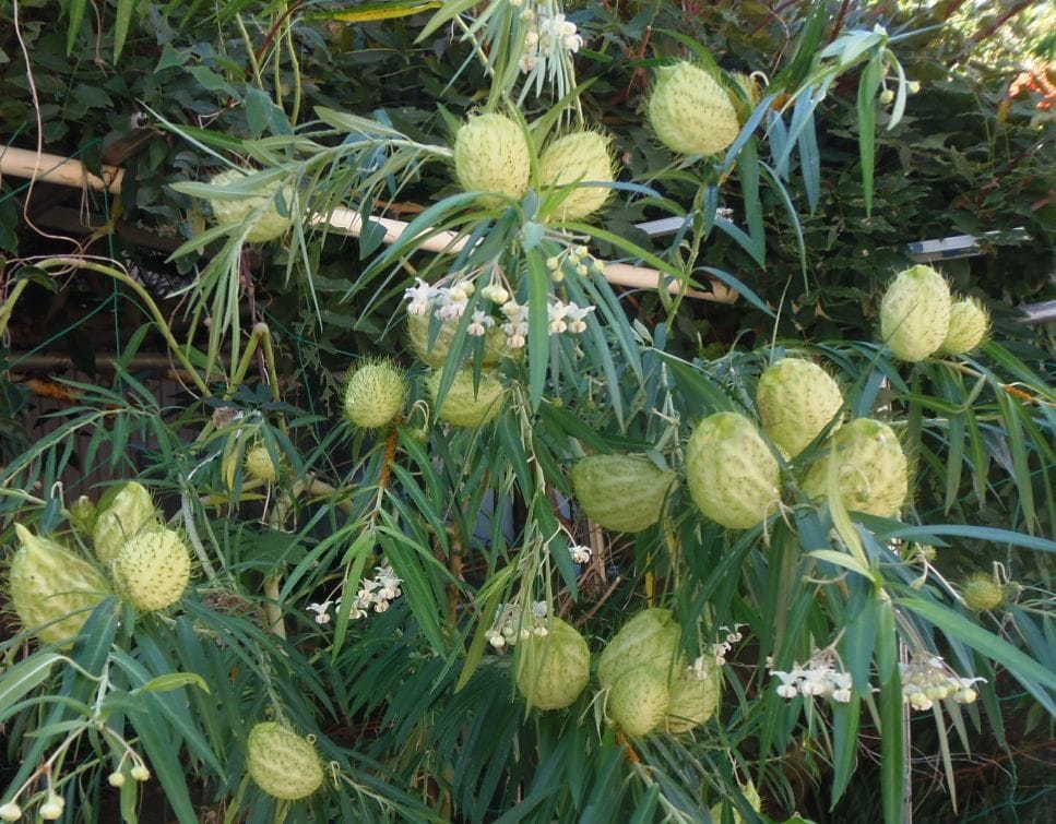 皇帝ダリアに蕾発見。今日の庭から