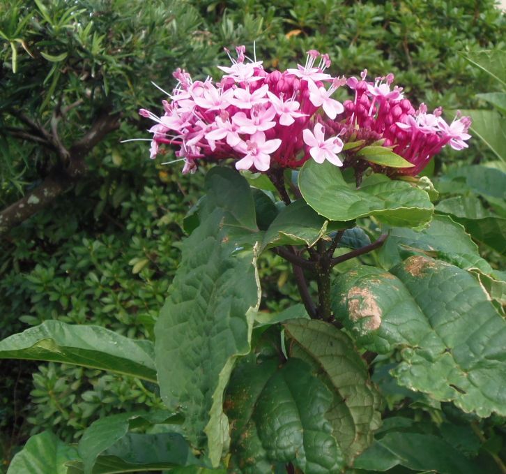 教えて、この花なぁに。