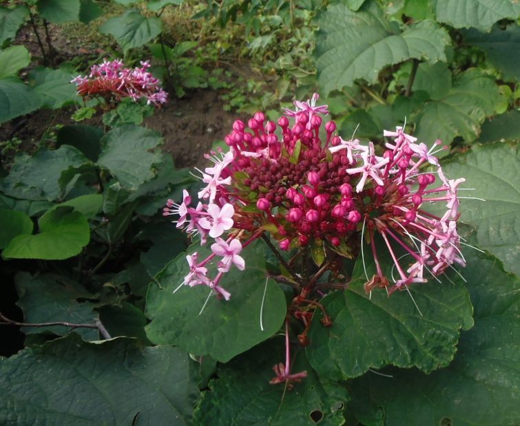 教えて、この花なぁに。