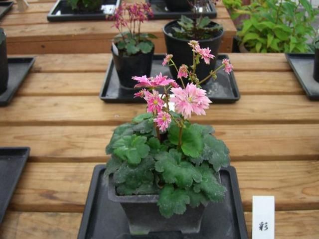 企画展「大文字草」･･･新潟県立植物園