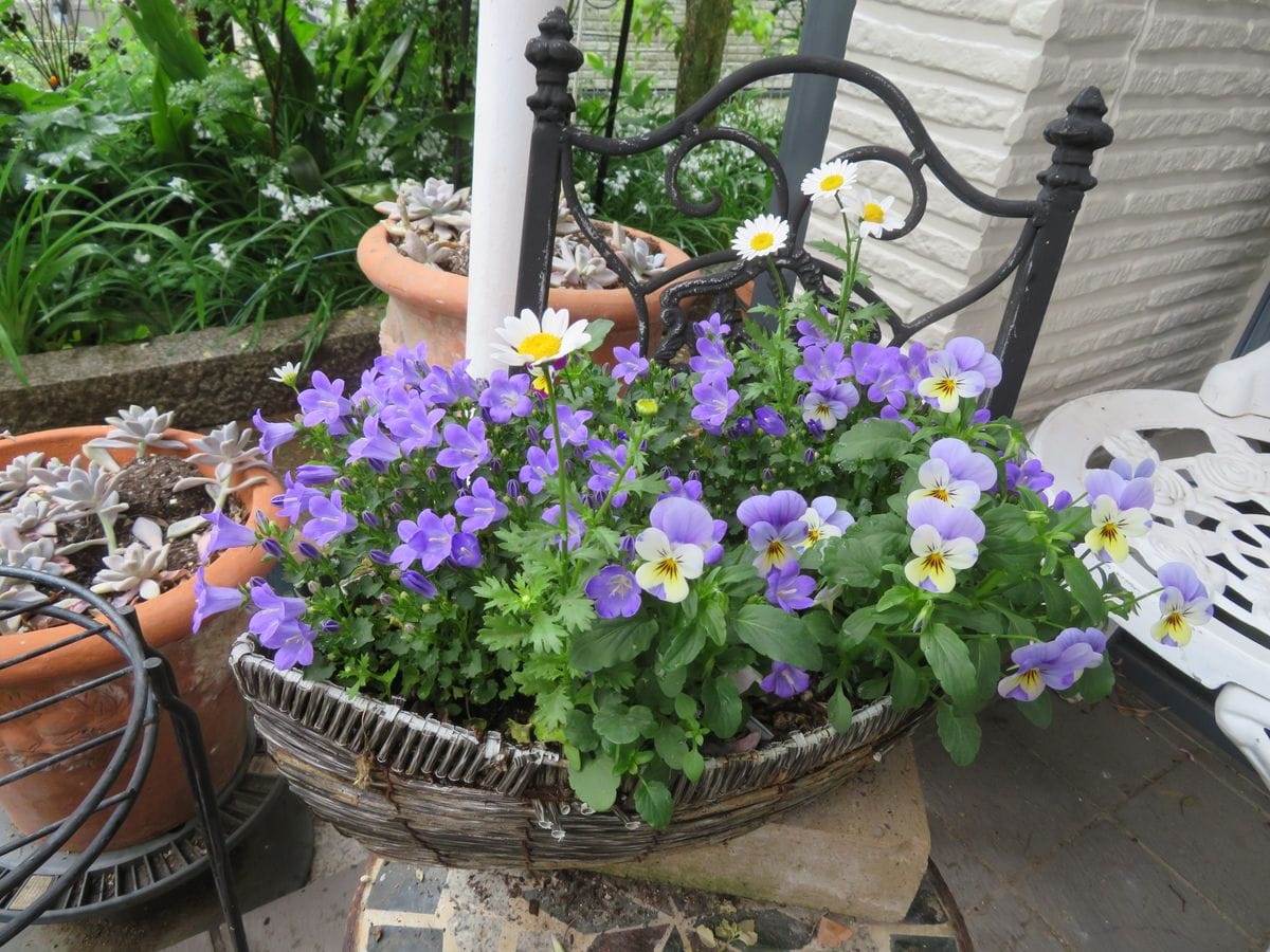 オトメキキョウが開花しています。