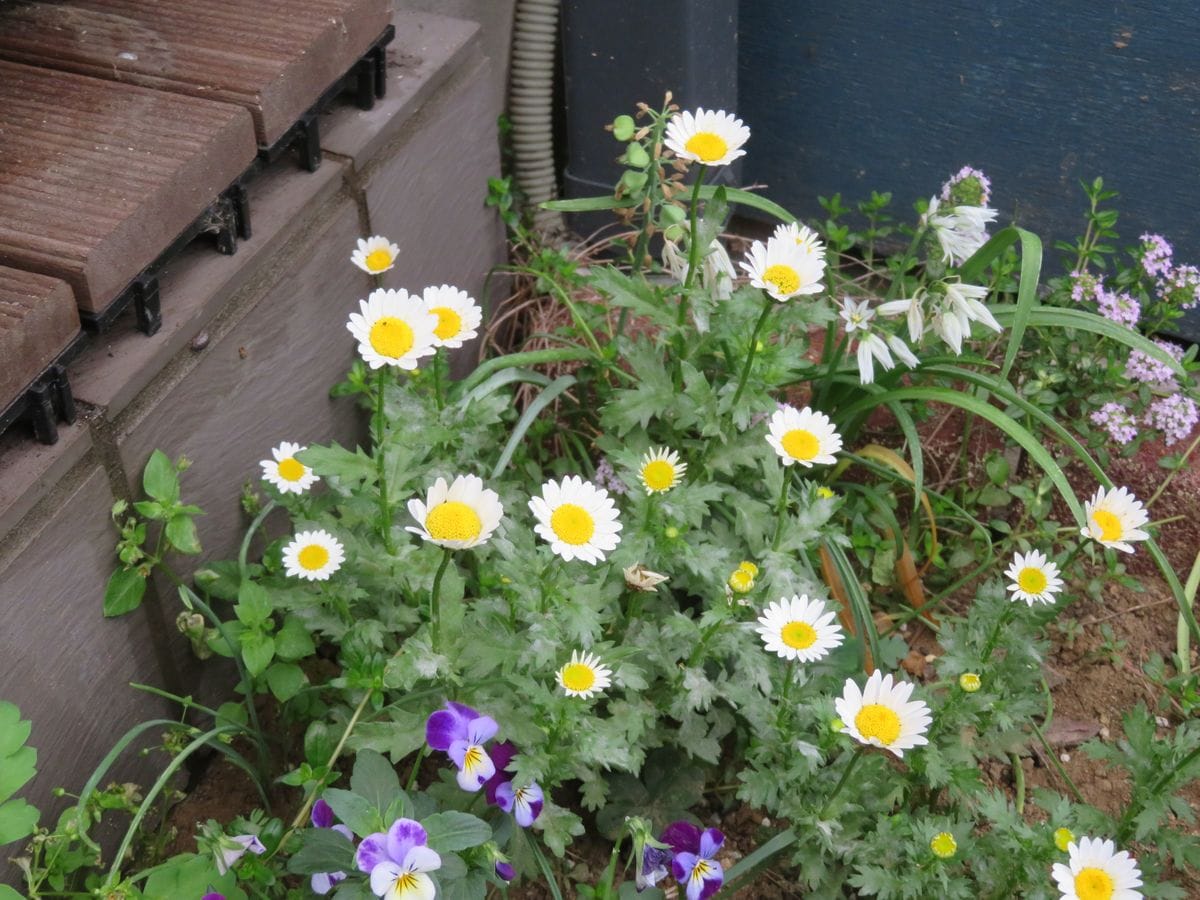 オトメキキョウが開花しています。