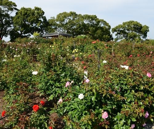 駕与丁公園バラ園(かよいちょうバラ園）