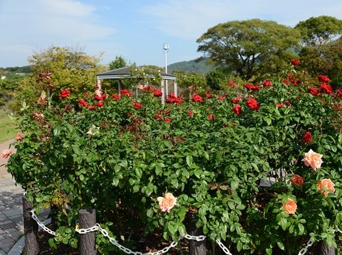 駕与丁公園バラ園(かよいちょうバラ園）