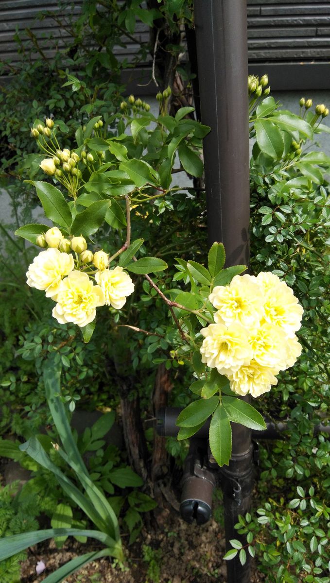 🌹の初花、黄モッコウバラ