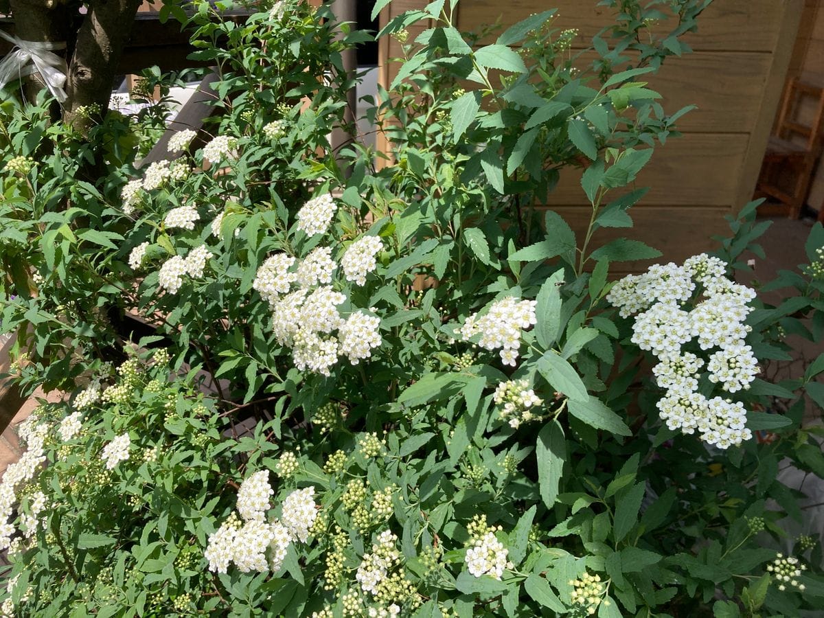 小手毬開花