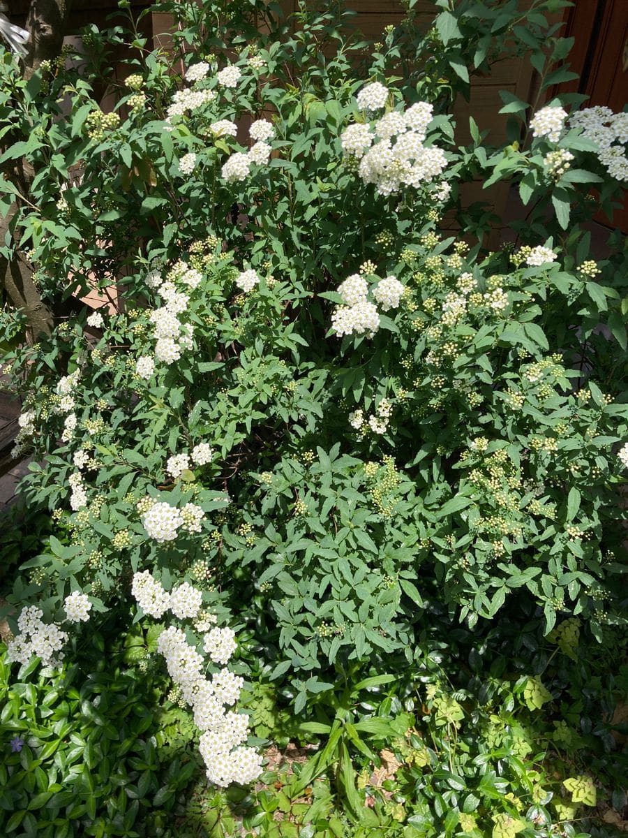 小手毬開花