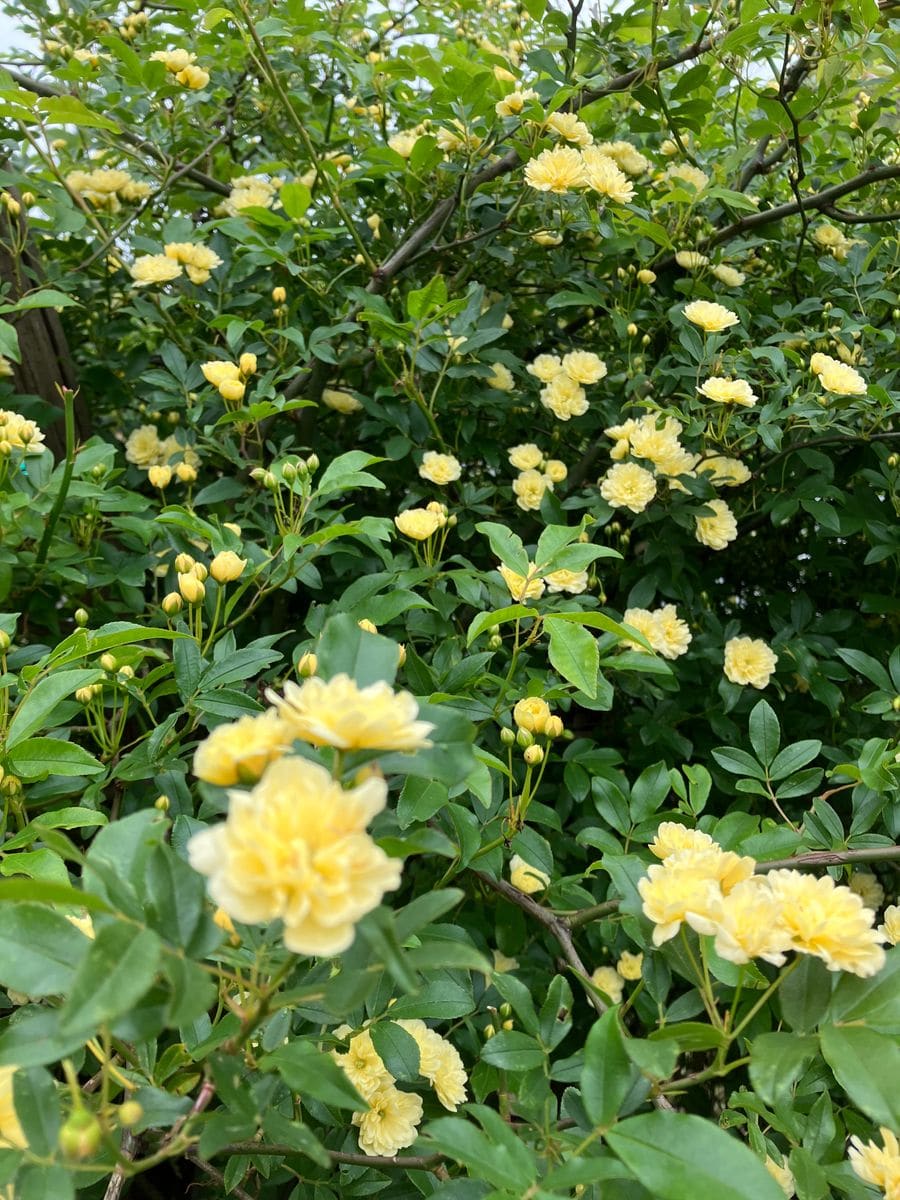 黄色モッコウバラが咲きはじめました