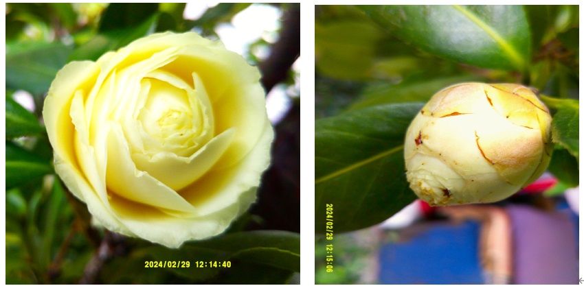 4月21日の日記続き「つばき開花の締めくくりは黄八重椿『かぎろひ』です。