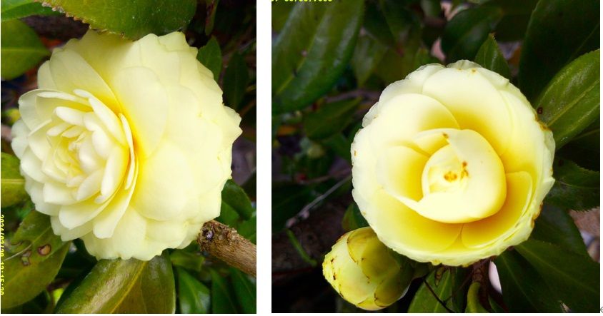 4月21日の日記続き「つばき開花の締めくくりは黄八重椿『かぎろひ』です。
