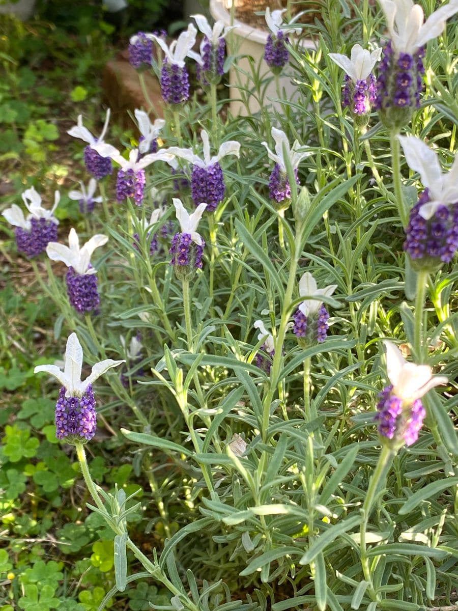 そろそろお花交代の時期かな〜🤔❓