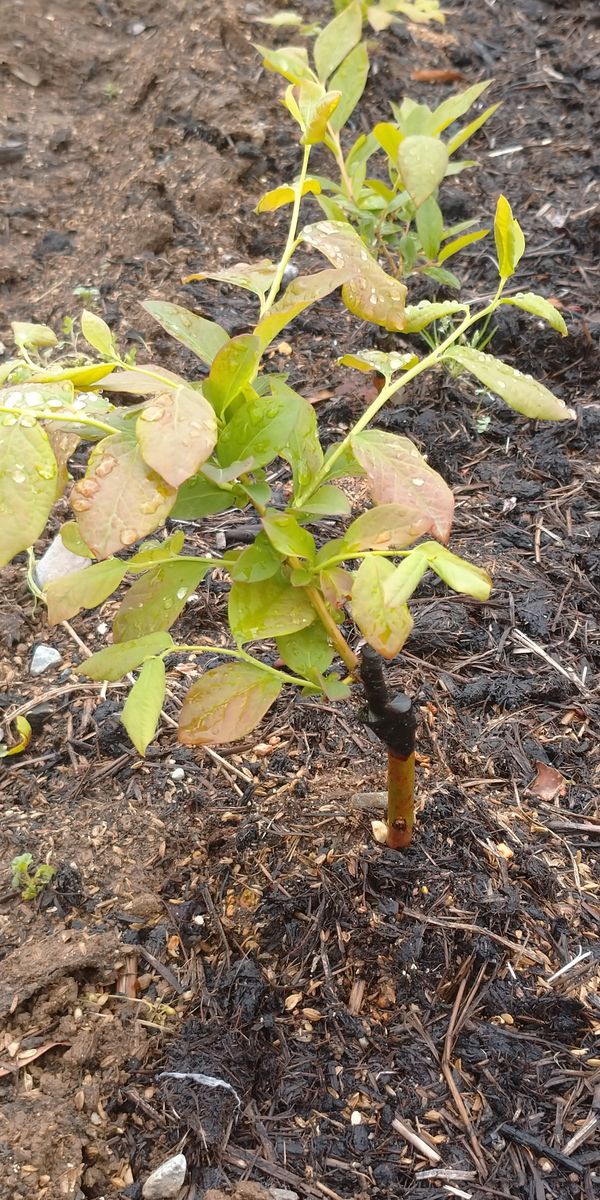 地植えしたブルーベリーの挿し木苗、接ぎ木苗が伸びてきました