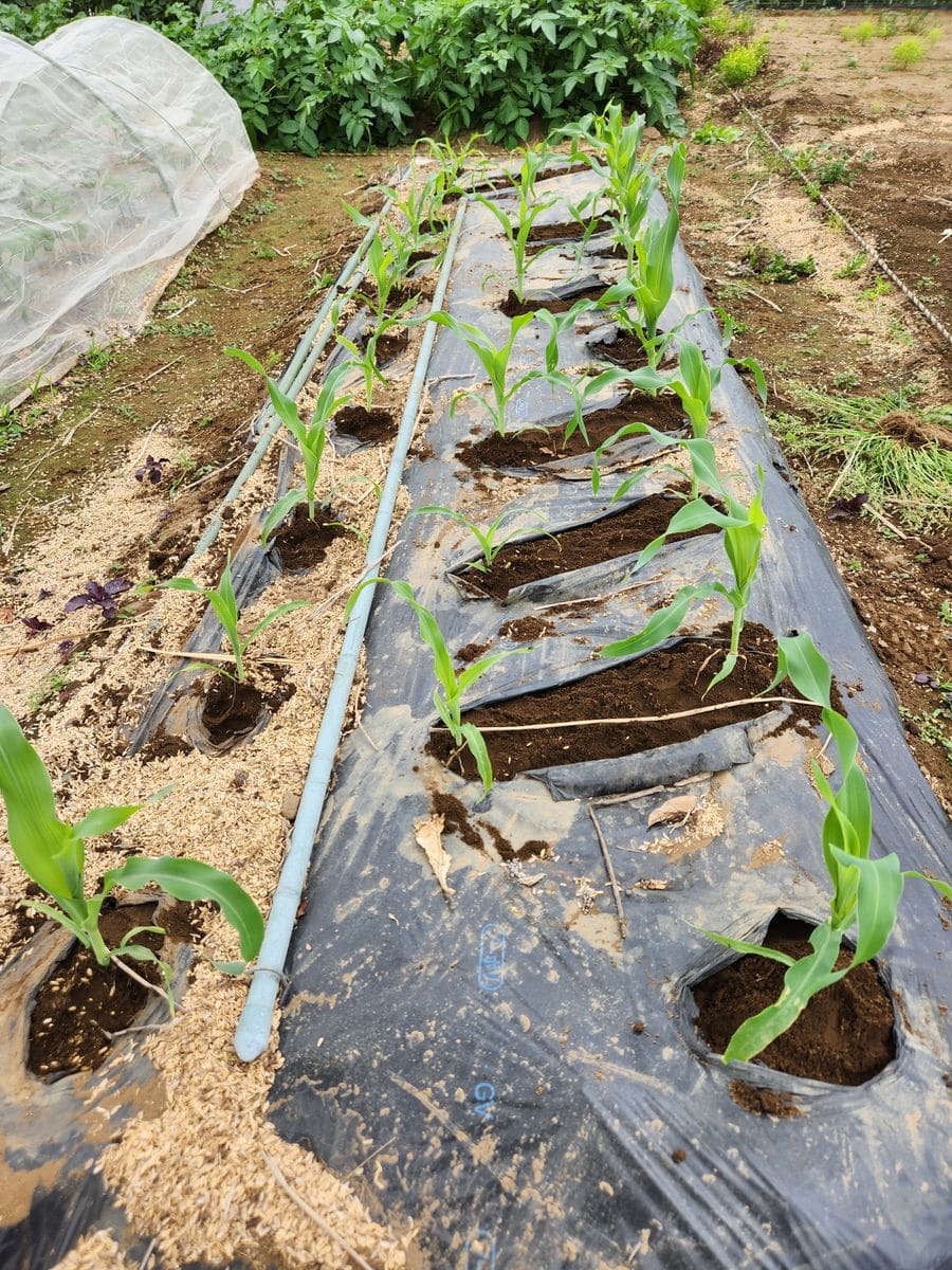 トウモロコシ栽培No１　極早期露地栽培のトウモロコシ苗に追肥、土寄せ