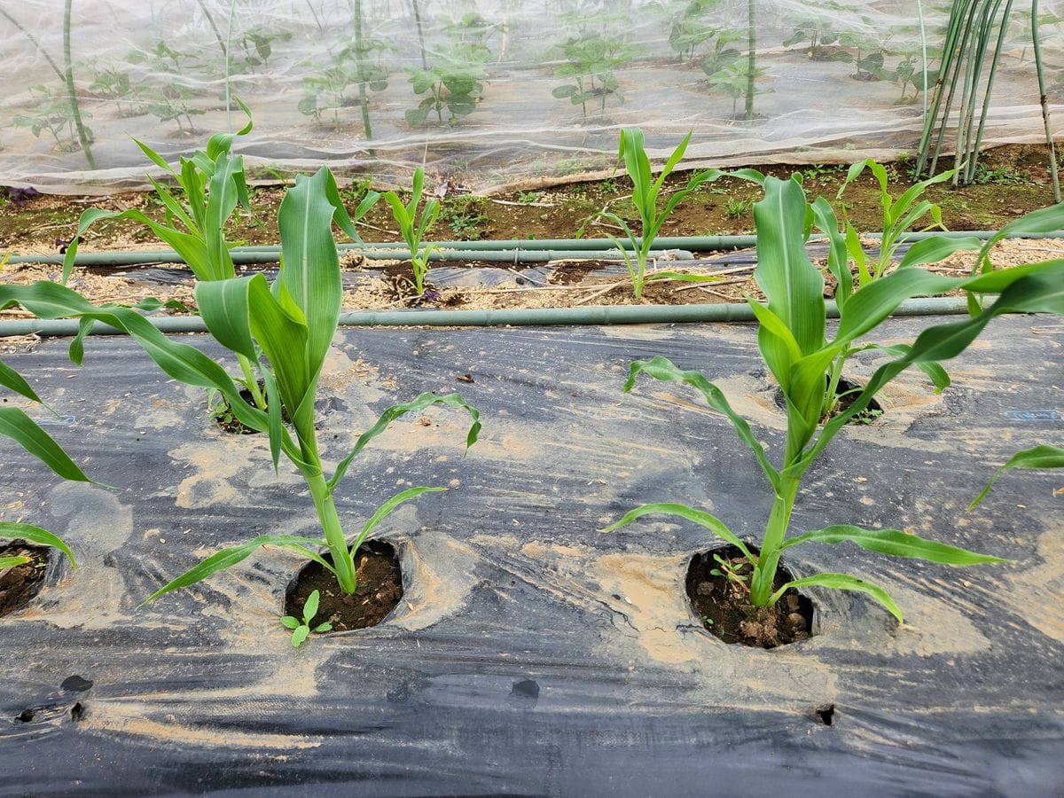 トウモロコシ栽培No１　極早期露地栽培のトウモロコシ苗に追肥、土寄せ