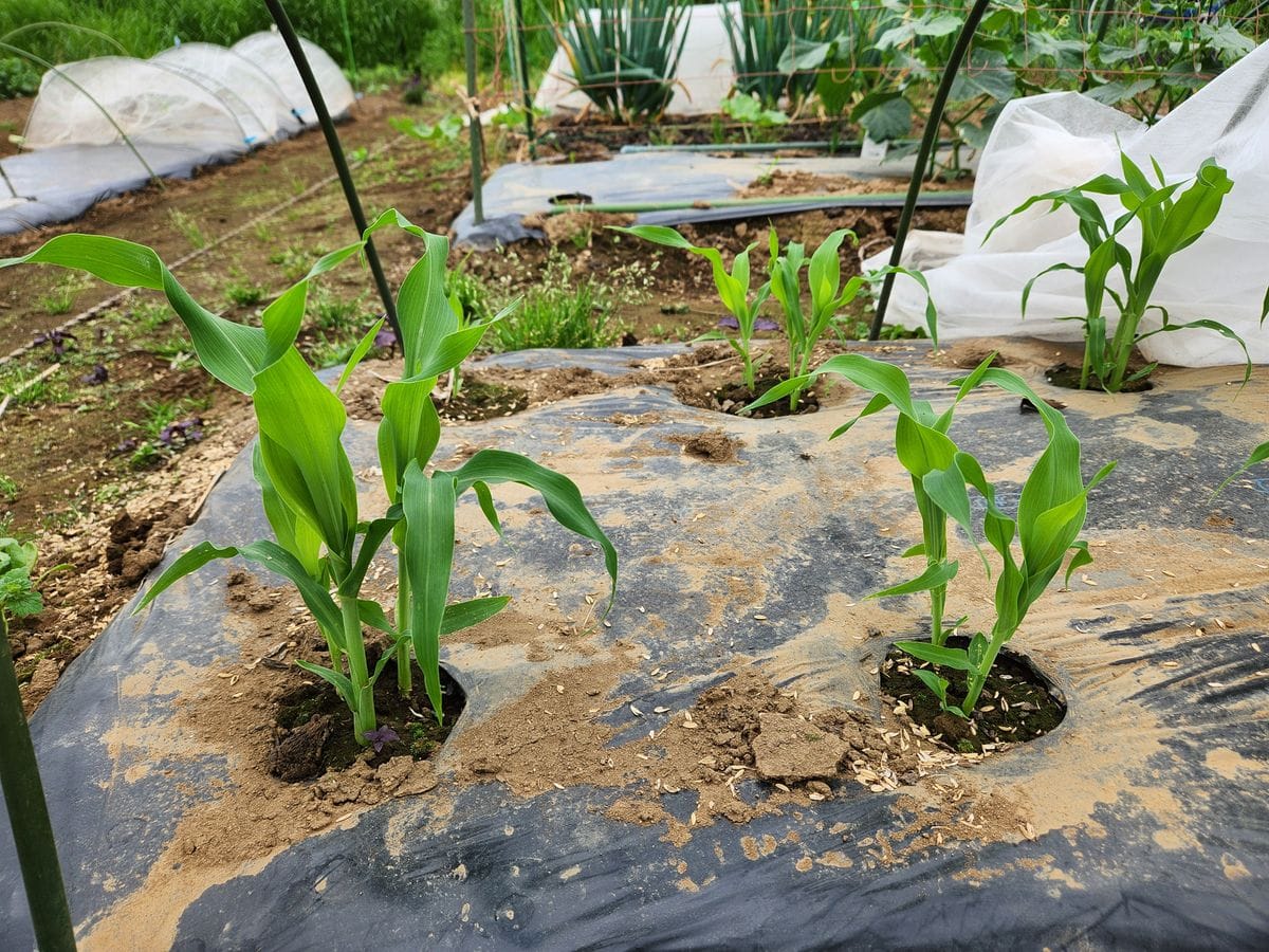 トウモロコシ栽培No2　例年通りの４月上旬播種苗の現況