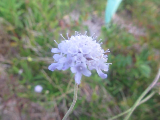 まだまだ多い秋の花　２．