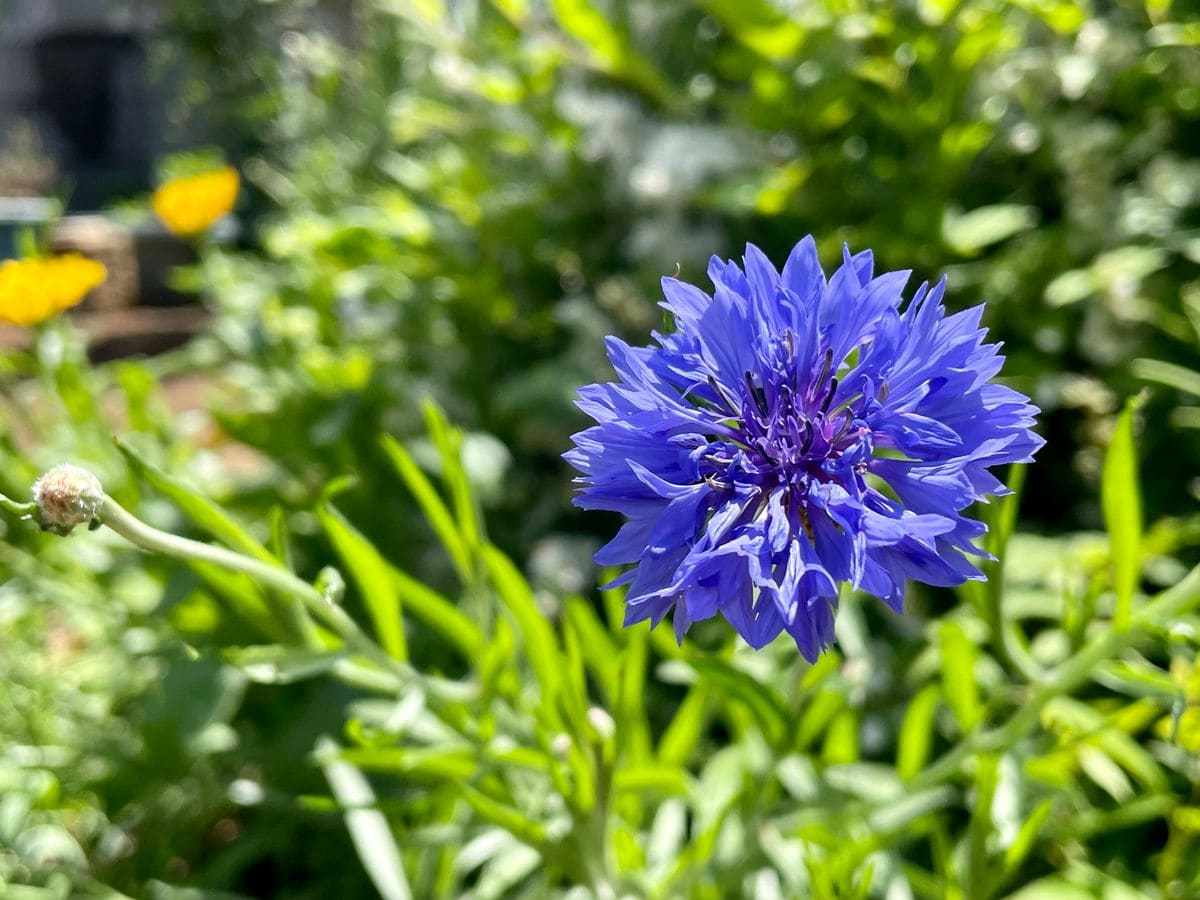 マリーアントワネットの青い花